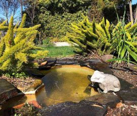 Garden pond